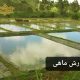 مجوز پرورش ماهی در ایران مدارک و شرایط آن تکسفیر